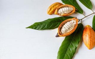 Half cacao pods and cacao fruit with cocoa leaf on white wooden background photo