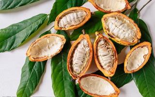 Half cacao pods and cacao fruit with cocoa leaf on white wooden background photo