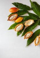 Half cacao pods and cacao fruit with cocoa leaf on white wooden background photo