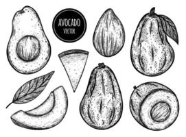 Avocado vector set. Whole vegetable, cut in half, slice, seed, veined leaf. Hand drawn ripe exotic fruit. Healthy food, avocado sketch. Black and white outline of a garden plant. Isolated on white