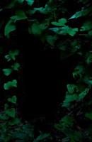 Tropical rainforest foliage plants bushes on dark background photo