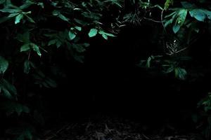 selva tropical follaje plantas arbustos sobre fondo oscuro foto