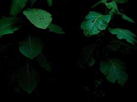 Tropical rainforest foliage plants bushes on dark background photo