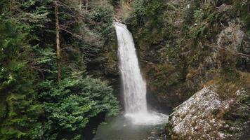 8k stort vattenfall bland träd i orörd skog video