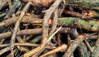 Natural background of brown cutted teak branches. Tectona grandis plant. photo