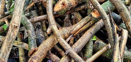 Natural background of brown cutted teak branches. Tectona grandis plant. photo