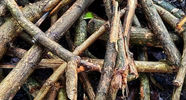 Natural background of brown cutted teak branches. Tectona grandis plant. photo
