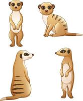 Cartoon meerkat in different pose vector