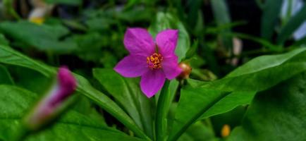 enfoque seleccionado en hojas verdes y hermosa flor rosa de talinum fruticosum o t. planta triangulare bajo condiciones de poca luz. adecuado para revista, promoción, telón de fondo, afiche, información científica. foto