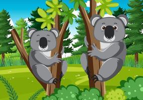 koalas en el fondo del bosque vector