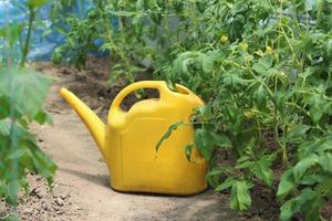 riego de plantas de tomate en un invernadero con una lata de riego, jardinería doméstica foto