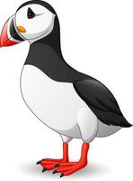 Cartoon puffin bird isolated on white background vector