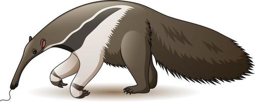 Illustration of anteater isolated on white background vector