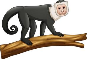 Ilustración de mono capuchino aislado sobre fondo blanco. vector