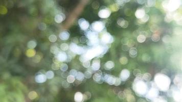 Bokeh abstract nature tree green refreshing background suitable for text fill graphic design decorative agriculture photo