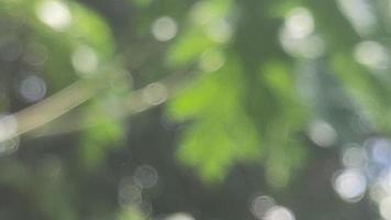 Bokeh abstract nature tree green refreshing background suitable for text fill graphic design decorative agriculture photo