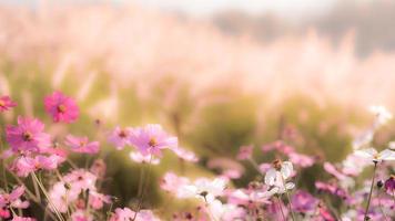 primer plano hermosas flores rosadas del cosmos con estambres amarillos en el jardín y tiene un fondo borroso en una colina foto