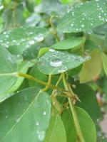 agua dulce de la naturaleza en la hoja foto