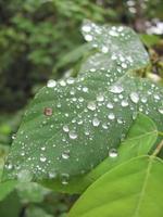 agua dulce de la naturaleza en la hoja foto