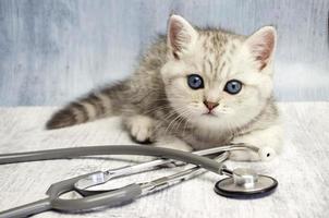 Close up of british cat at vet clinic photo