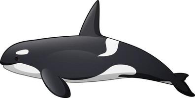 orca de dibujos animados aislado sobre fondo blanco vector