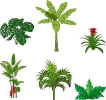 Set of tropical plants on white background vector