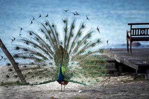beautiful male indian pheasant standing against blue sea photo