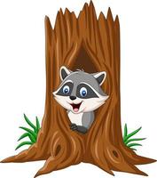 Cartoon raccoon inside hollow of a tree vector