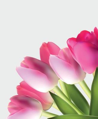 Beautiful Pink Realistic Tulip Background Vector Illustration EPS10