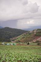 repollo que crece en el jardín foto