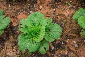 Cabbage that grows in the garden photo