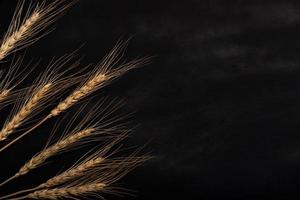 Wheat on the black background and texture photo