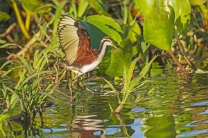 Immature Wattled Jacana Walking in the Grasses photo