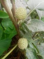 datura, fondos de pantalla, foto de belleza