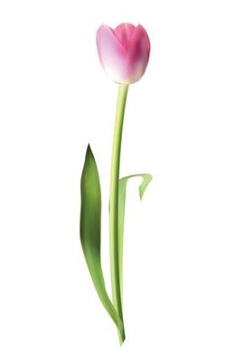 Beautiful Pink Realistic Tulip Vector Illustration