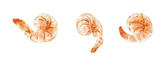 Realistic vector illustration of cooked shrimp set. Drawn appetizing seafood