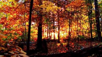 belos bosques com pôr do sol de folhagem de outono video