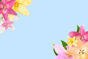 Illustration with Lily Flowers Isolated on White  Backgro
