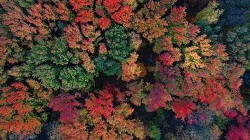 Aerial view of colorful trees video