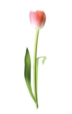 Beautiful Pink Realistic Tulip Vector Illustration