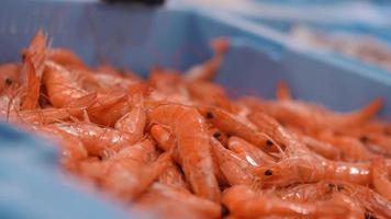 close-up van verse garnalen te koop in de winkel. weergave van zeevruchten op de lokale markt. rauwe oranje vis in blauwe container bij winkel in de stad. video