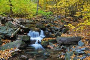 creek forest view photo