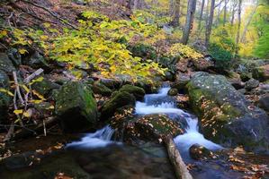 Autumn foliage view photo