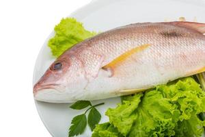 Raw red snapper photo
