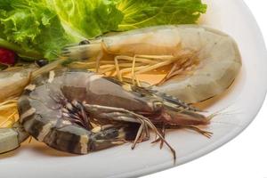 King and waterleg shrimps photo