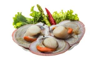 Raw fresh scallop photo