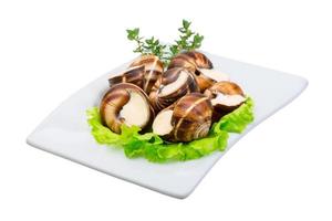 Escargot snails on a plate photo