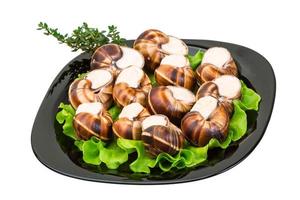 Escargot snails on a plate photo