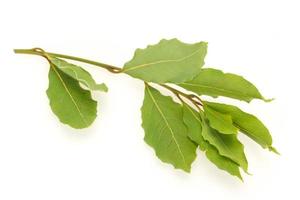 Green laurel leaves on the branch photo