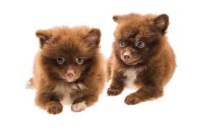 Pomeranian spitz puppy photo